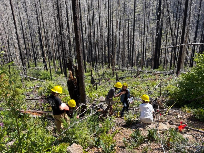 A group of students doing field research work in a forest area. Many of the trees appear to have been burned in a previous wildfire.